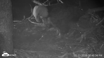 VINS Bald Eagles Nest Live Cams - May 11, 2026, 8:47pm EDT