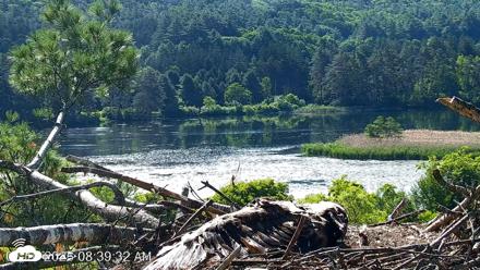VINS Bald Eagles Nest Live Cams - Jun 16, 2026, 8:40am EDT