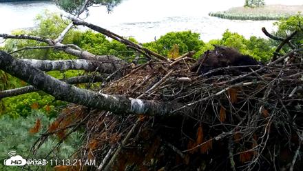 VINS Bald Eagles Nest Live Cams - Jun 19, 2026, 11:14am EDT