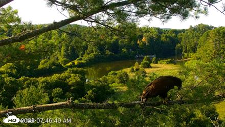 VINS Bald Eagles Nest Live Cams - Jul 23, 2026, 7:47am EDT