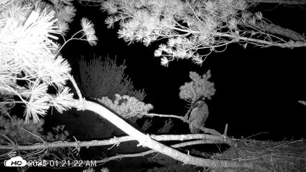 VINS Bald Eagles Nest Live Cams - Jul 20, 2026, 1:22am EDT