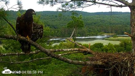 VINS Bald Eagles Nest Live Cams - Jul 26, 2026, 4:09pm EDT