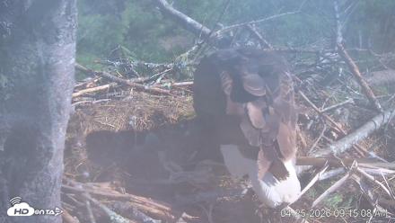 VINS Bald Eagles Nest Live Cams - Apr 25, 2026, 9:15am EDT