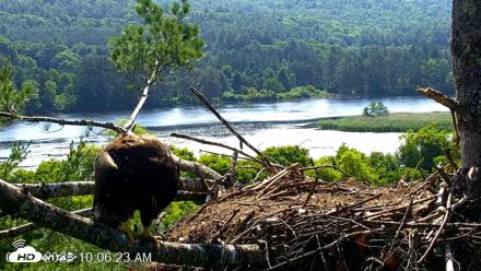VINS Bald Eagles Nest Live Cams - Jul 3, 2026, 10:07am EDT