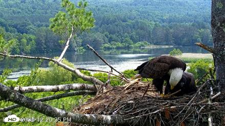 VINS Bald Eagles Nest Live Cams - Jun 30, 2026, 12:21pm EDT