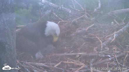VINS Bald Eagles Nest Live Cams - May 11, 2026, 4:29pm EDT