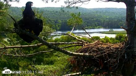 VINS Bald Eagles Nest Live Cams - Jul 3, 2026, 11:04am EDT