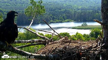 VINS Bald Eagles Nest Live Cams - Jul 3, 2026, 10:30am EDT