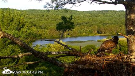 VINS Bald Eagles Nest Live Cams - Jul 17, 2026, 6:06pm EDT