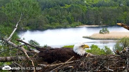 VINS Bald Eagles Nest Live Cams - May 21, 2026, 4:45pm EDT