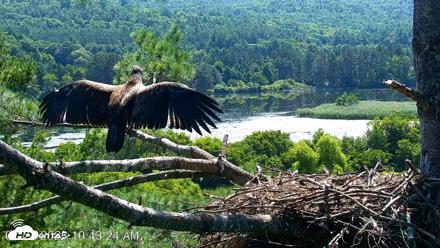 VINS Bald Eagles Nest Live Cams - Jul 24, 2026, 10:44am EDT