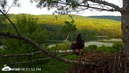 VINS Bald Eagles Nest Live Cams - Jul 9, 2026, 6:52pm EDT