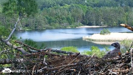 VINS Bald Eagles Nest Live Cams - May 19, 2026, 4:42pm EDT