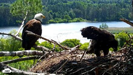 VINS Bald Eagles Nest Live Cams - Jun 24, 2026, 10:52am EDT