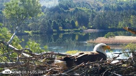 VINS Bald Eagles Nest Live Cams - May 12, 2026, 8:14am EDT