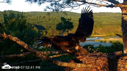 VINS Bald Eagles Nest Live Cams - Jul 15, 2026, 7:53pm EDT