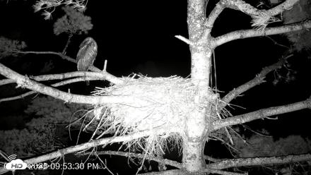 VINS Bald Eagles Nest Live Cams - Aug 12, 2026, 9:54pm EDT