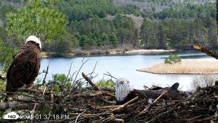 VINS Bald Eagles Nest Live Cams - Apr 25, 2026, 1:38pm EDT