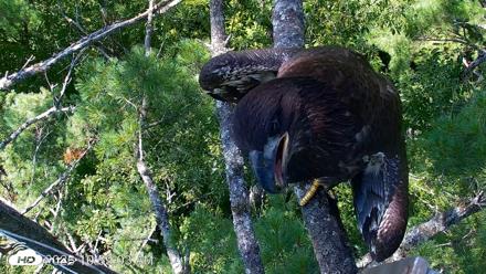 VINS Bald Eagles Nest Live Cams - Jul 27, 2026, 10:59am EDT