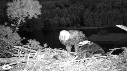 VINS Bald Eagles Nest Live Cams - May 11, 2026, 8:34pm EDT