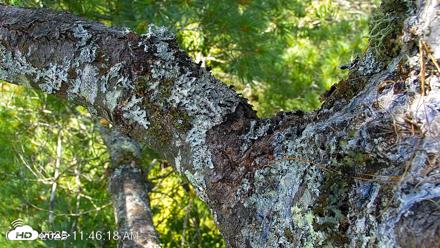VINS Bald Eagles Nest Live Cams - Aug 7, 2026, 11:47am EDT