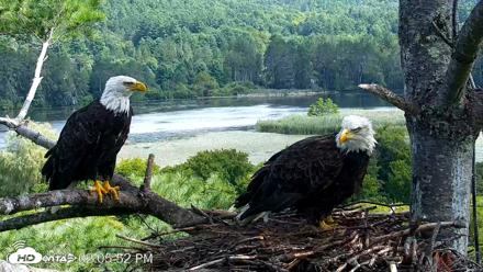 VINS Bald Eagles Nest Live Cams - Aug 22, 2026, 2:06pm EDT