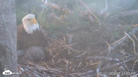 VINS Bald Eagles Nest Live Cams - May 12, 2026, 7:41pm EDT