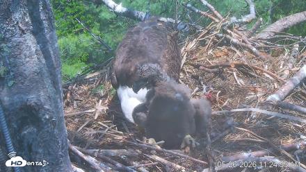 VINS Bald Eagles Nest Live Cams - May 26, 2026, 11:25am EDT