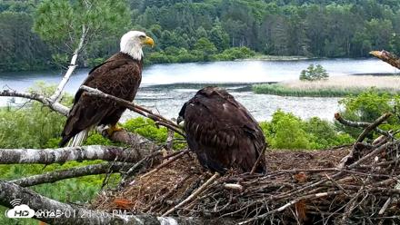 VINS Bald Eagles Nest Live Cams - Jun 19, 2026, 1:23pm EDT