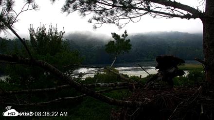 VINS Bald Eagles Nest Live Cams - Jul 8, 2026, 8:39am EDT