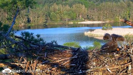 VINS Bald Eagles Nest Live Cams - May 18, 2026, 7:21pm EDT