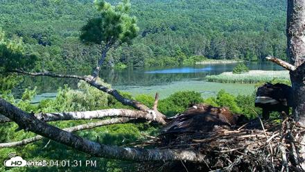 VINS Bald Eagles Nest Live Cams - Jul 24, 2026, 4:02pm EDT