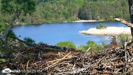 VINS Bald Eagles Nest Live Cams - May 19, 2026, 5:35pm EDT