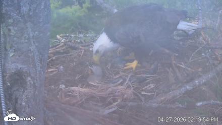 VINS Bald Eagles Nest Live Cams - Apr 27, 2026, 2:20pm EDT
