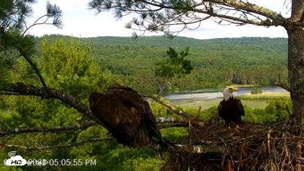 VINS Bald Eagles Nest Live Cams - Jul 10, 2026, 5:06pm EDT