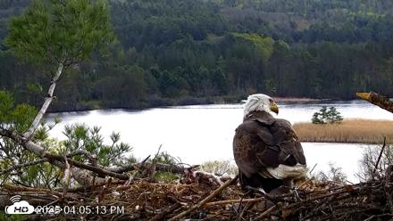 VINS Bald Eagles Nest Live Cams - May 5, 2026, 4:05pm EDT