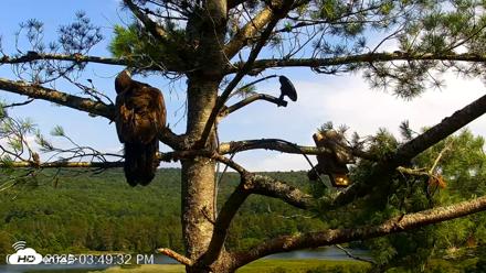 VINS Bald Eagles Nest Live Cams - Jul 20, 2026, 3:51pm EDT