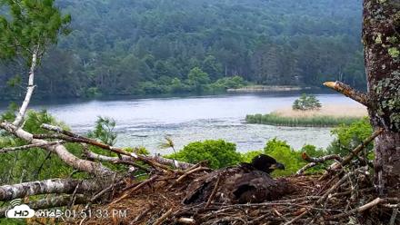 VINS Bald Eagles Nest Live Cams - Jun 18, 2026, 1:54pm EDT