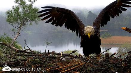 VINS Bald Eagles Nest Live Cams - May 14, 2026, 9:01am EDT