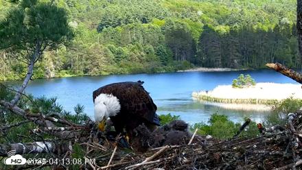 VINS Bald Eagles Nest Live Cams - May 26, 2026, 4:13pm EDT