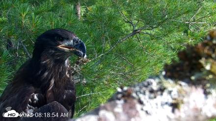 VINS Bald Eagles Nest Live Cams - Jul 26, 2026, 8:19am EDT