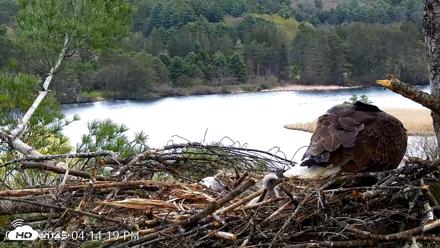 VINS Bald Eagles Nest Live Cams - May 3, 2026, 4:15pm EDT