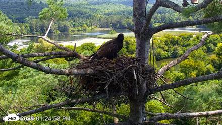 VINS Bald Eagles Nest Live Cams - Aug 18, 2026, 1:25pm EDT