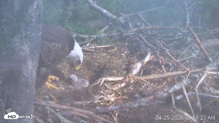 VINS Bald Eagles Nest Live Cams - Apr 25, 2026, 9:56am EDT