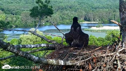 VINS Bald Eagles Nest Live Cams - Jul 1, 2026, 5:34pm EDT