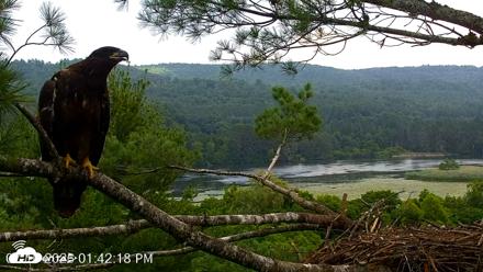 VINS Bald Eagles Nest Live Cams - Jul 16, 2026, 1:43pm EDT