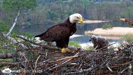 VINS Bald Eagles Nest Live Cams - May 18, 2026, 8:08pm EDT