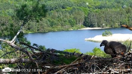 VINS Bald Eagles Nest Live Cams - May 21, 2026, 5:12pm EDT