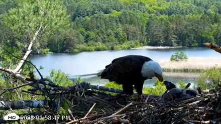 VINS Bald Eagles Nest Live Cams - May 26, 2026, 2:00pm EDT