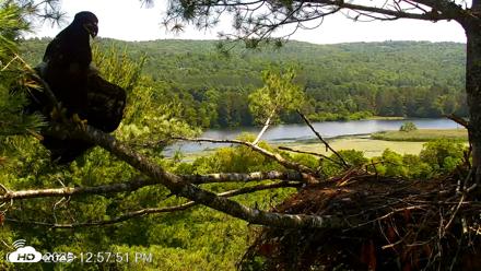 VINS Bald Eagles Nest Live Cams - Jul 3, 2026, 12:58pm EDT